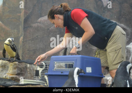 Zookeeper with the penguins Stock Photo