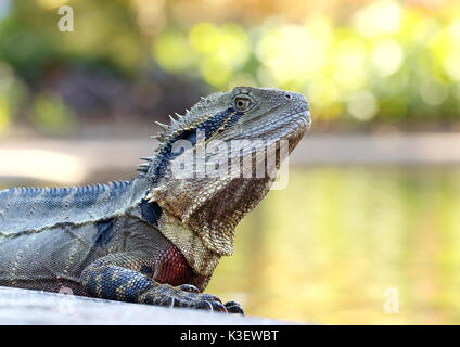 Water dragon in a botanical park in Australia sunning itself by a lake Stock Photo