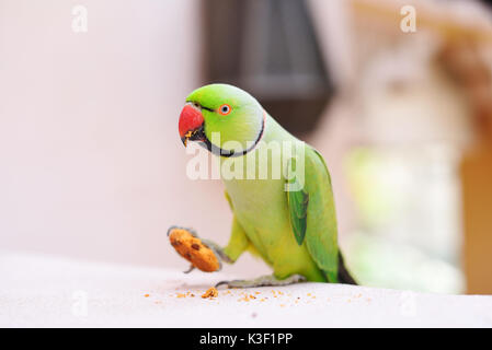 parrot eating biscuit Stock Photo