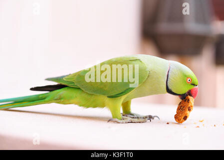 parrot eating biscuit Stock Photo