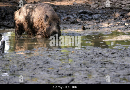 Wild boar in the wallowing Stock Photo