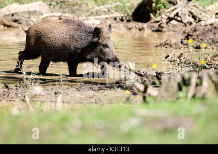 Wild boar in the wallowing Stock Photo