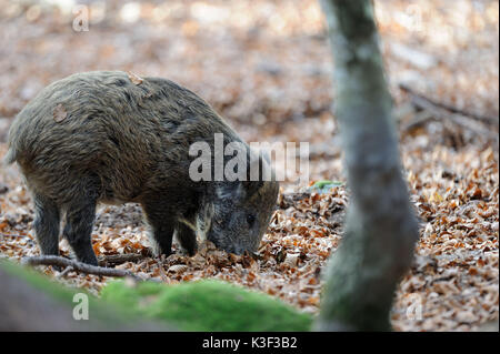 Wild boars in beech mast Stock Photo