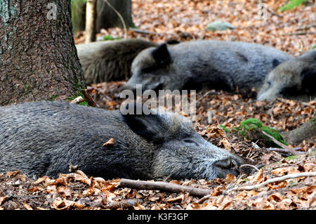 Wild boars in beech mast, dormant, Stock Photo