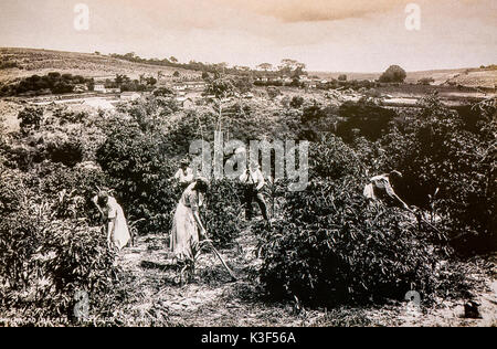 Brazil Italian Immigration Early 1900 -coffee weeding. Weeding the ground is one of the Italian immigrants TASKS Stock Photo