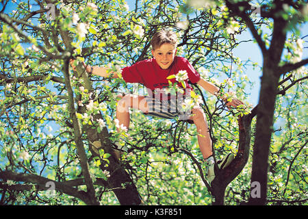 Boy climbs at the apple-tree Stock Photo