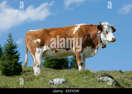 Cow in front of blue heaven Stock Photo