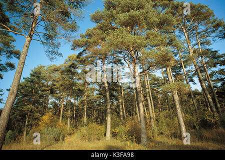 Mixed forest Stock Photo
