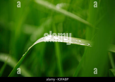 Blade of grass close dewdrop / raindrop Stock Photo