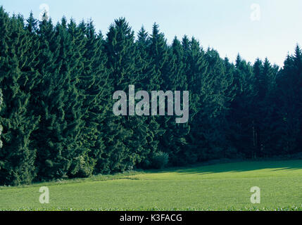 edge of the forest Stock Photo - Alamy