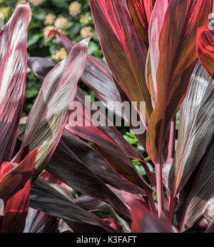 red banana leaf plant