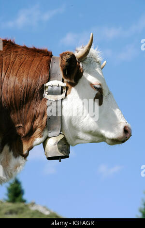 Cow in front of blue heaven Stock Photo