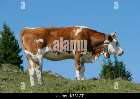 Cow in front of blue heaven Stock Photo