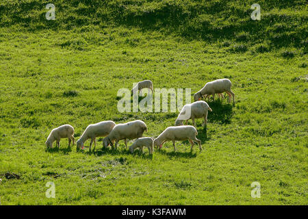 A flock of sheep grazing in a meadow Stock Photo - Alamy