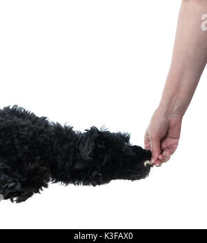 Black poodle leaping for treat in hand Stock Photo