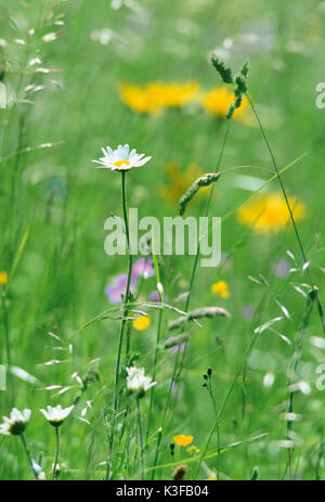 Spring meadow and daisy on green grass with blue sky background ...
