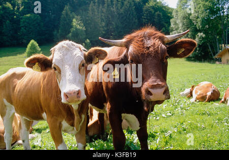 Cows on the pasture Stock Photo