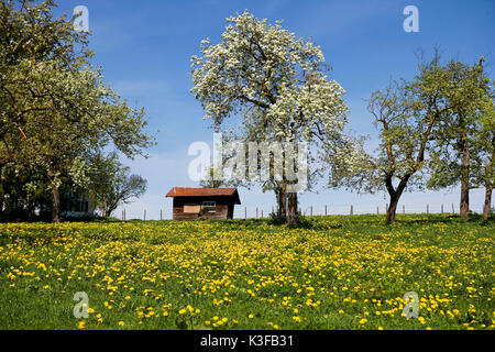 Blossoming apple-tree in an orchard meadow Stock Photo