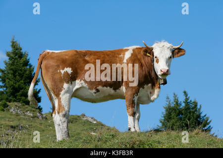 Cow in front of blue heaven Stock Photo