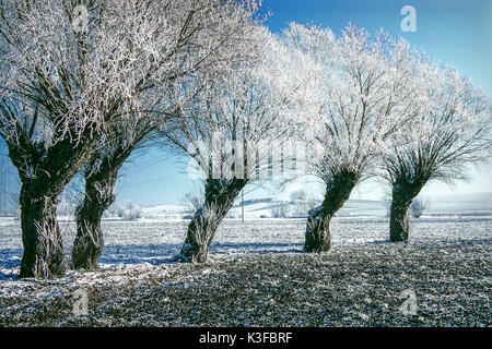 Group of trees in winter Stock Photo - Alamy