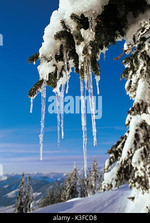 Icicles in Christmas tree Stock Photo