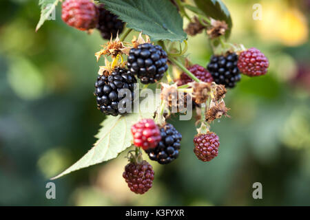 Blackberry fruit growing on branch Stock Photo