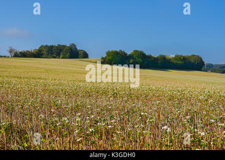 Field of Buckwheat (Fagopyrum esculentum) in flower, Bossay-sur-Claise, France. Stock Photo