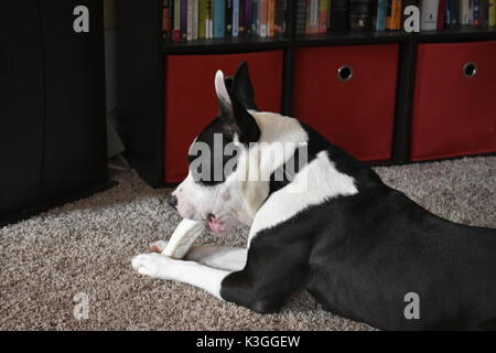 Mixed Black and White Pit Bull Terrier Stock Photo