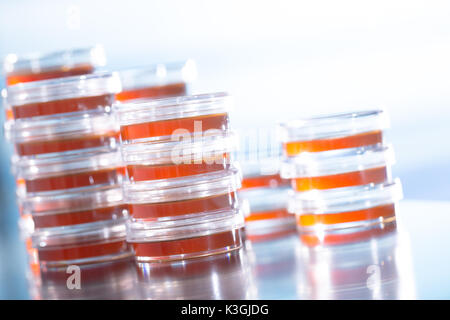 Pile petri dish for growing cultures of microorganisms in doctor hand , fungi and microbes. A Petri dish  ( Petrie dish. Petri plate or cell-culture d Stock Photo
