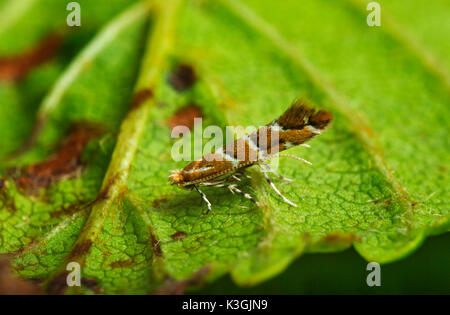 Horse chestnut leaf miner - (Cameraria ohridella) Stock Photo