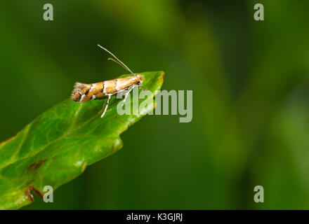 Horse chestnut leaf miner moth  - (Cameraria ohridella) Stock Photo