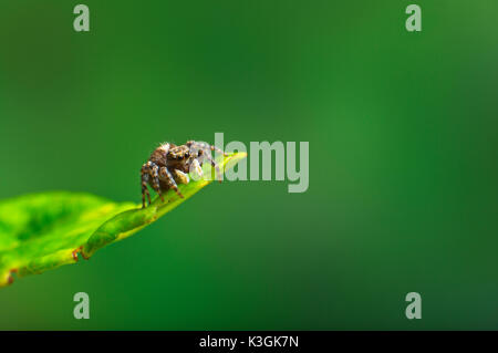 A female spider guarding her eggs Stock Photo