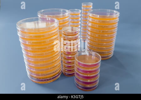 Pile of petri dish with growing cultures of microorganisms, fungi and microbes. A Petri dish  ( Petrie dish) known as a Petri plate or cell-culture di Stock Photo