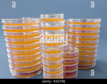 Pile of petri dish with growing cultures of microorganisms, fungi and microbes. A Petri dish  ( Petrie dish) known as a Petri plate or cell-culture di Stock Photo