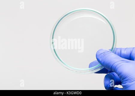Empty petri dish for growing cultures of microorganisms in doctor hand , fungi and microbes. A Petri dish  ( Petrie dish. Petri plate or cell-culture  Stock Photo