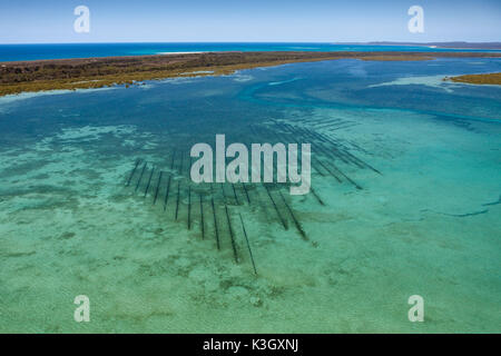 Oyster Farm near Moreton Island, Brisbane, Australia Stock Photo