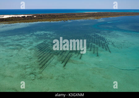 Oyster Farm near Moreton Island, Brisbane, Australia Stock Photo