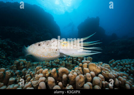Broadclub Cuttlefish, Sepia latimanus, Great Barrier Reef, Australia Stock Photo