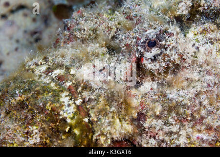 Reef Stonefish, Synanceia verrucosa, Osprey Reef, Coral Sea, Australia Stock Photo