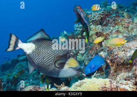 Titan Triggerfish, Balistoides viridescens, Great Barrier Reef, Australia Stock Photo