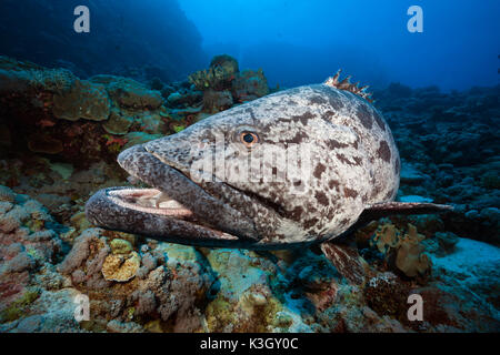 Potato Cod, Epinephelus tukula, Great Barrier Reef, Australia Stock Photo