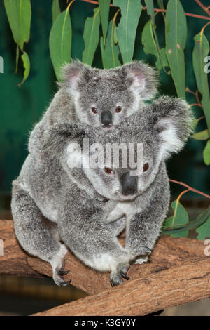 Koala, Mother and Joey, Phascolarctos cinereus, Brisbane, Australia Stock Photo