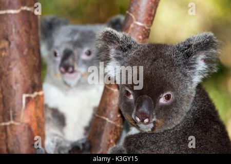Koala, Phascolarctos cinereus, Queensland, Australia Stock Photo