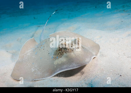 Kuhl's Stingray, Neotrygon kuhlii, Great Barrier Reef, Australia Stock Photo