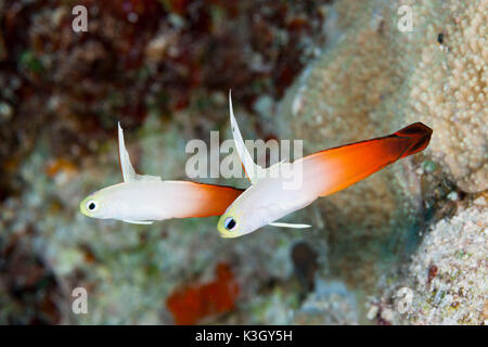 Pair of Fire Goby, Nemateleotris magnifica, Osprey Reef, Coral Sea, Australia Stock Photo