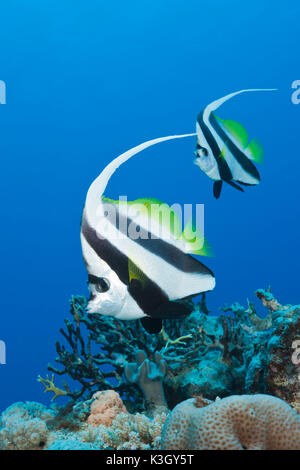 Pair of Longfin Bannerfish, Heniochus acuminatus, Great Barrier Reef, Australia Stock Photo