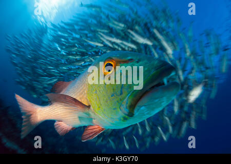 Red Snapper, Lutjanus bohar, Great Barrier Reef, Australia Stock Photo