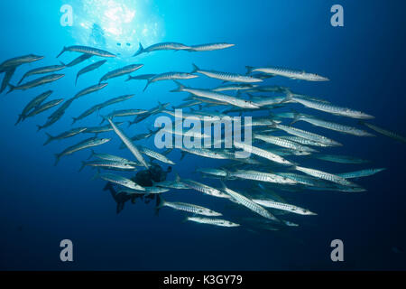 Shoal of Blackfin Barracuda, Sphyraena qenie, Great Barrier Reef, Australia Stock Photo