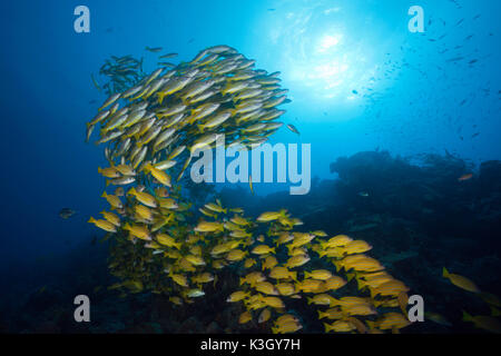 Shoal of Bigeye Snapper and Fivelined Snapper, Lutjanus lutjanus, Great Barrier Reef, Australia Stock Photo