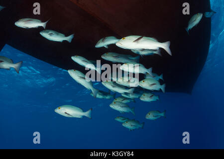 Shoal of Red Snapper, Lutjanus bohar, Great Barrier Reef, Australia Stock Photo